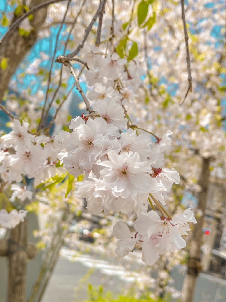 🌸まだもう少し桜は楽しめそう！🌸